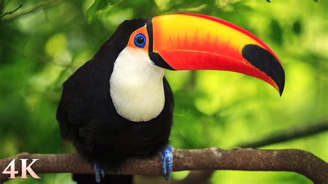 11 Hours Of Rainforest Birds In 4k Colorful Breathtaking Birds With