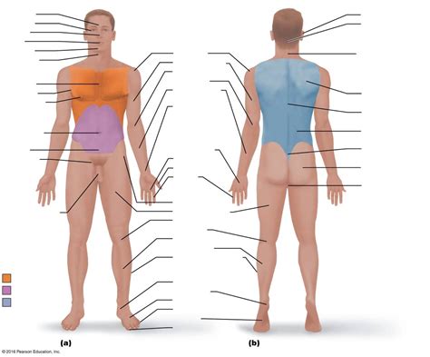 Body Regions Diagram Quizlet