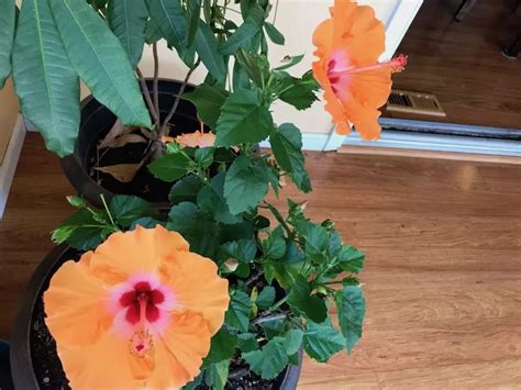 Indoor Hibiscus Care Guide Unleash Tropical Blooms Inside Your Home