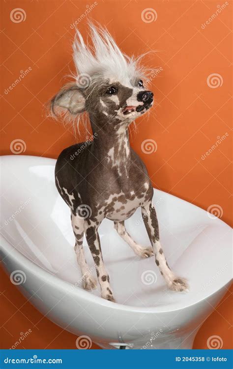 Chinese Crested Dog Portrait Stock Photo Image Of Mohawk Bizarre