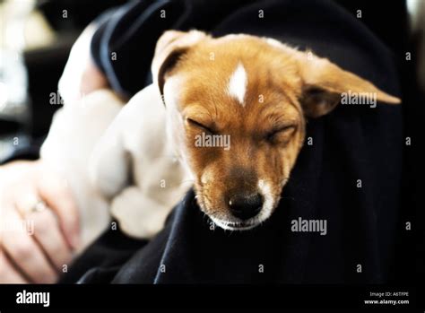 Jack Russell Puppy Being Held Stock Photo Alamy