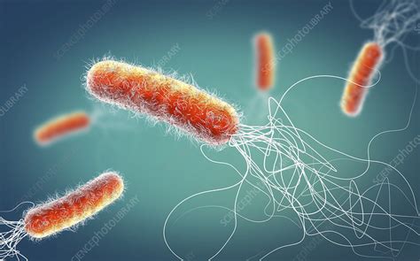Pseudomonas Aeruginosa Bacteria Illustration Stock Image F0279786
