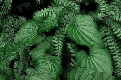Below The Canopy By Mike Eingle Canopy Plant Leaves Forest Floor