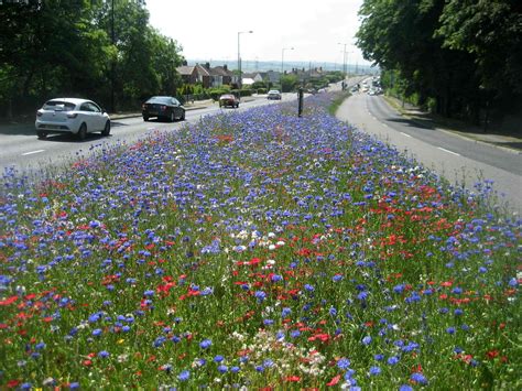 Roadside Wildflower Meadows Are Springing Up Across The Uk And They