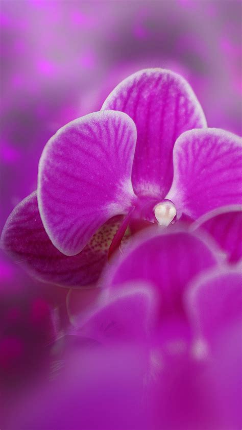 Purple Orchid Hd Wallpaper For Your Mobile Phone