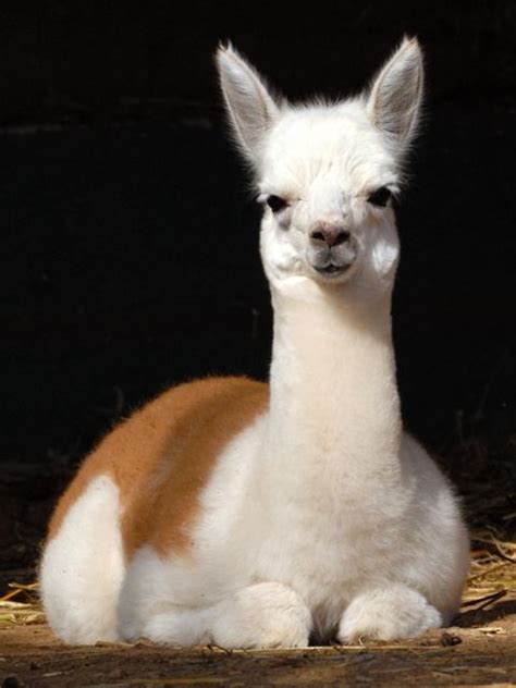 A Young Lama Baby Animals Animals Llama Alpaca