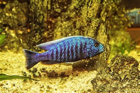 Different Types Of Cichlids You Must Know