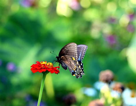 Swallowtail 4 Photograph By Tom Strutz Fine Art America