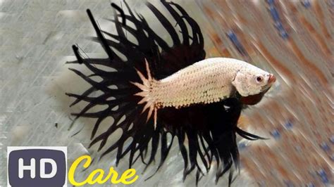 The fish in this post are the most expensive fish for aquarium. Most Beautiful & Expensive Betta Fish Care | Common ...