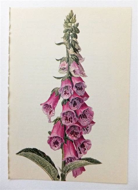 I'm sure you will be thrilled flower painting drawing inspiration drawing for beginners drawings plant drawing flower drawing roses drawing iris drawing floral art. Foxglove, Digitalis. Foxglove Family. Pink Flower. Vintage ...