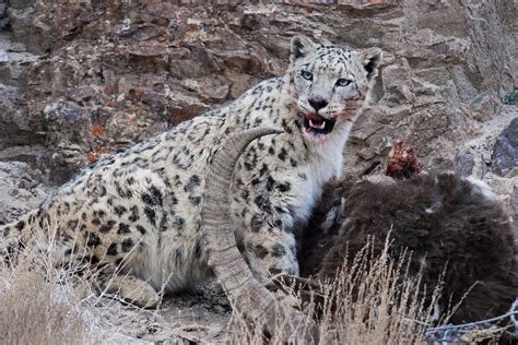 A Snow Leopard With Prey Image Daniel Allen Snow Leopard Big Cats