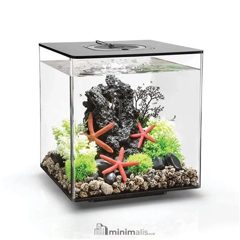 43 Aquarium Minimalis Penuh Warna Dan Keindahan