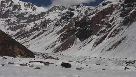 Yak Track Stock Video Footage 4k And Hd Video Clips Shutterstock