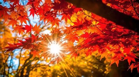 Autumn Bright Sunshine Light Shining Through The Red Maple Leaves