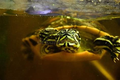 Freshwater Aquarium Turtle In Pet Shop Stock Image Image Of Beauty