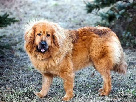 8 Big Fluffy Dog Breeds That Are Absolutely Stunning