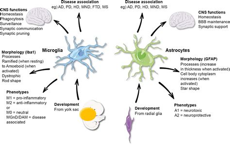 Frontiers Microglia And Astrocyte Function And Communication What Do We Know In Humans