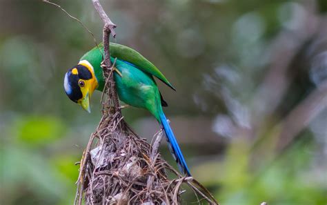 Fotos Gratis Naturaleza Rama Pájaro Fauna Silvestre Verde Pico
