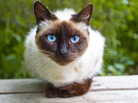 The Most Loving Cat Breeds Which One Will Steal Your Heart