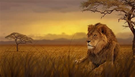 Hd Wallpaper Lion Lying On Brown Grass Field Near Trees Savannah