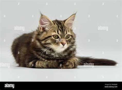 Black And White Siberian Cat Hi Res Stock Photography And Images Alamy