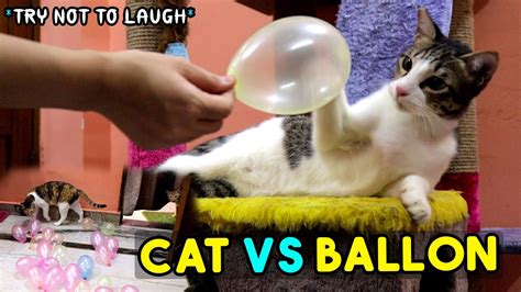 Cat Vs Balloon Compilation The Ultimate Fun Funny Indian Cat 🐈
