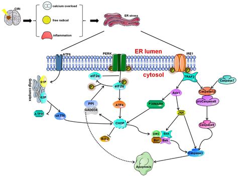 Frontiers Endoplasmic Reticulum Stress And The Unfolded Protein
