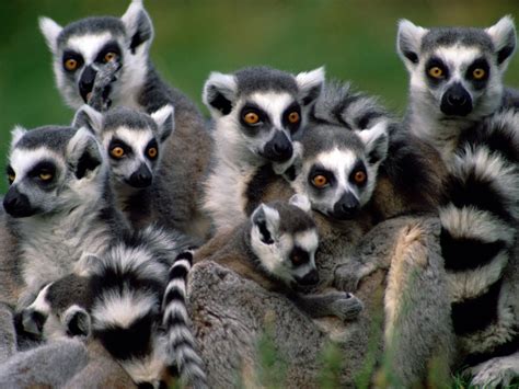 Madagascar Lemurs ~ Kiyute80