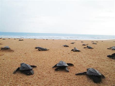 Turtle Talk Conservation Programs Worth Travelling For Wanderluxe