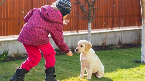 Best Pet Training How To Train A Dog With Food Rewards