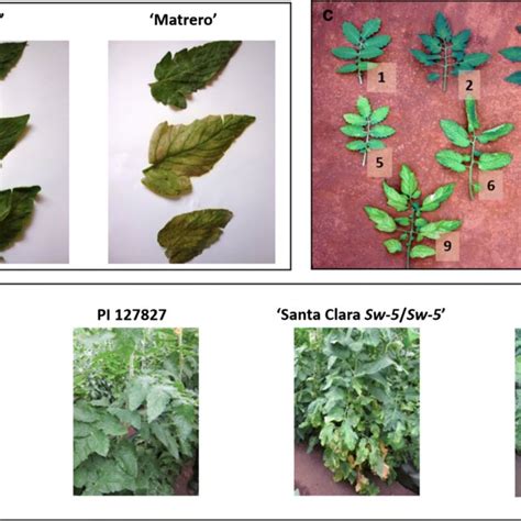 A Evaluation Of Solanum Section Lycopersicon Accessions For Reaction