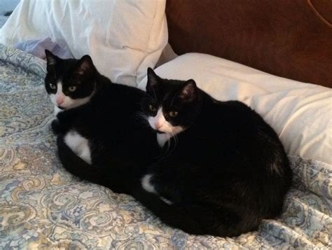 Tuxedo Cats Cuddling Tuxedos Pinterest