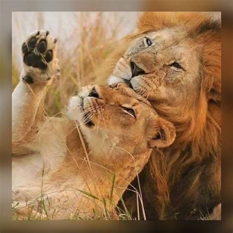 Pin By Sharisse T On Lion Love Animals Beautiful Lion Love Lion