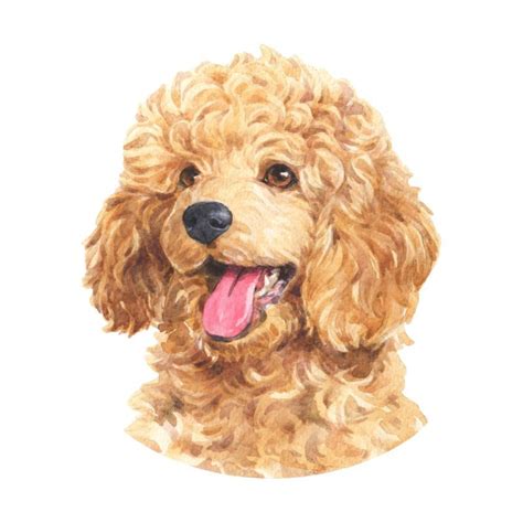 Watercolor Dog Watercolor Animals Watercolor Paintings Poodle