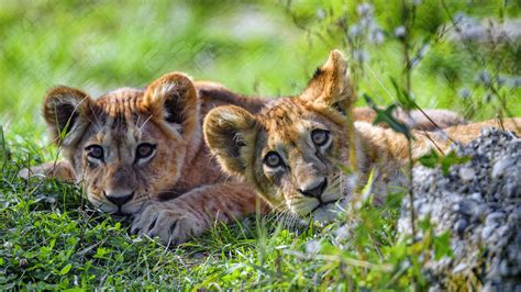 Two Baby Lions 4k Hd Animals Wallpapers Hd Wallpapers