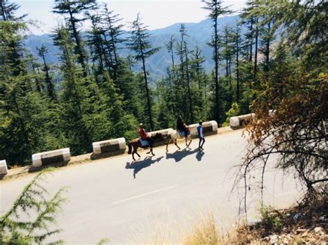 Top Thing To Do In Shaily Peak 2024 All About Shaily Peak Naldehra