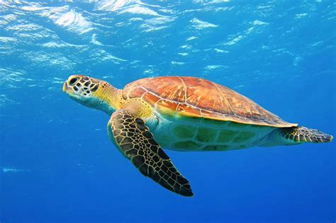 Ocean Sea Turtles Swimming