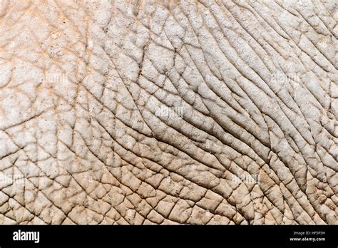 Elephant Skin Abstract Texture Background Stock Photo Alamy