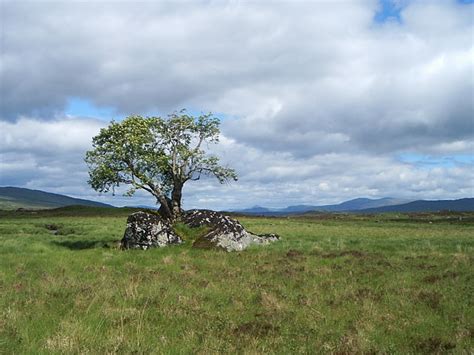 Lonely Rannoch Moor Tree © John Smith Cc By Sa20 Geograph Britain