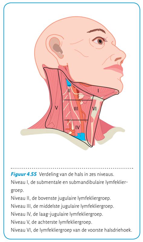 Lymfeklieren Hals