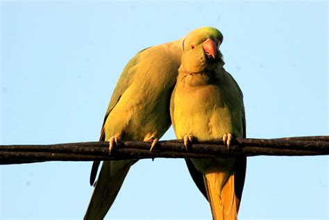 Has the rise of online dating exacerbated or alleviated gender inequalities in modern courtship? Courtship instinctive behaviors in Ring necked Parakeets ...