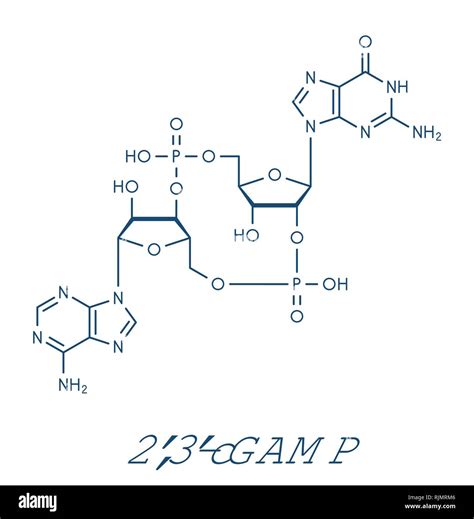 Cyclic Guanosine Monophosphateadenosine Monophosphate 23 Cgamp