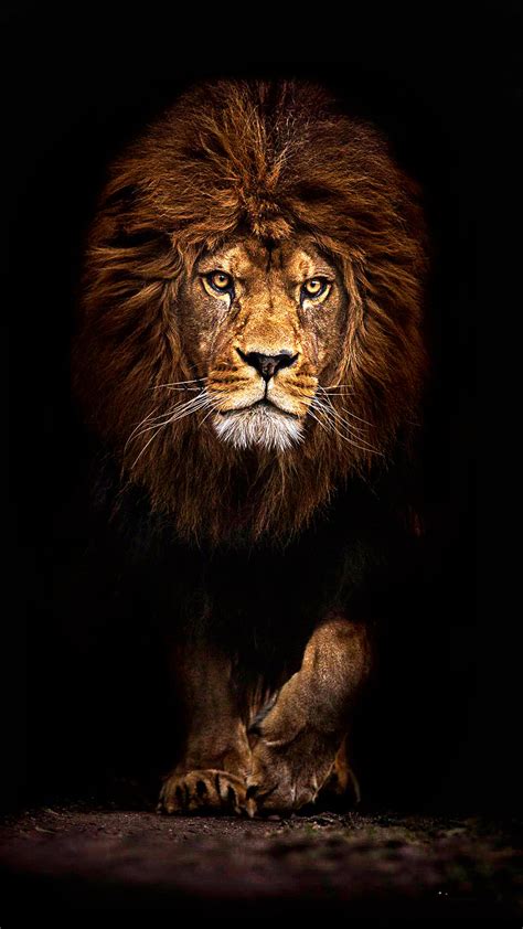 8k 4k hd wallpaper 8k wallpaper ultra hd hd super amoled ultra hd 4k 4k wallpaper amoled space 4k. Cool Lion Wallpapers For Iphone - Ultra Hd 4k Wallpaper For Mobile - 1080x1920 Wallpaper - teahub.io