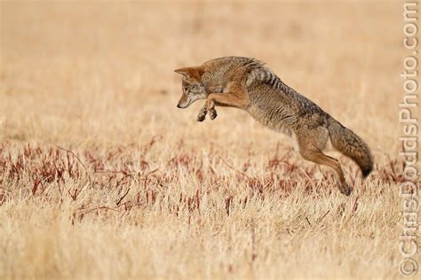 Coyote Pouncing On Prey Nature Photography Blog