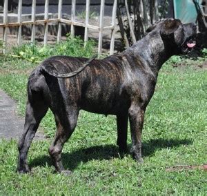 Dapo ojora is a member of vimeo, the home for high quality videos and the people who love them. Dichotomy Sphyrna-Batu | Dichotomy Boerboels