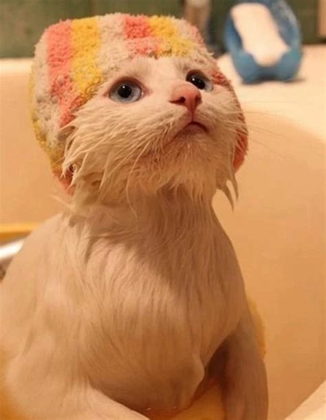 Ten Cats Having A Bath Who Enjoy Their Bathtimes