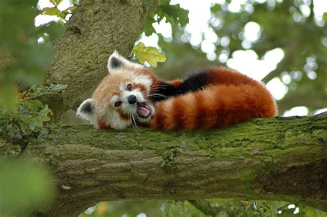 40 Adorable Red Panda Pictures 40 Pics Amazing Creatures