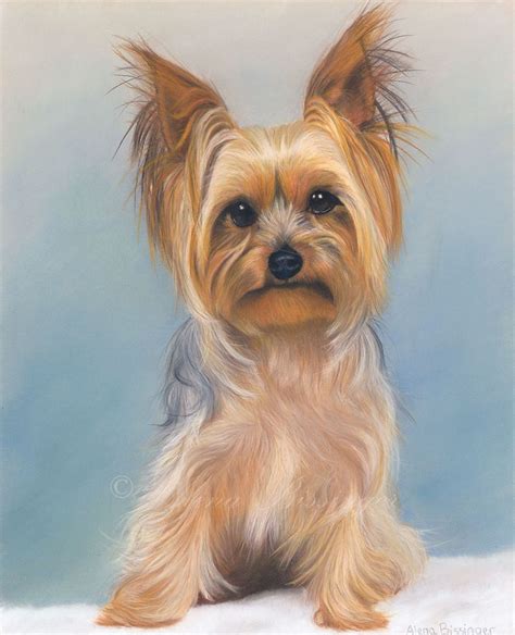 Yorkshire Pudding Pastel Pencil Portrait Of A Yorkshire Terrier By