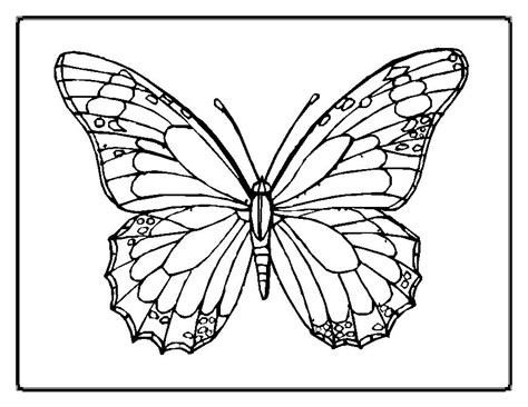 Free butterfly picture coloring pages | Cartoon Kids Coloring Pages