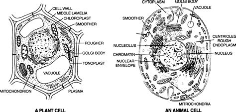 This is a worksheet on plant cell and animal cell that helps you to assess your understanding on the structure of both types of cell. Draw diagrams of plant cell and animal cell. from Biology ...